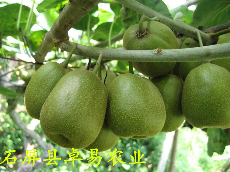 7月初果样1