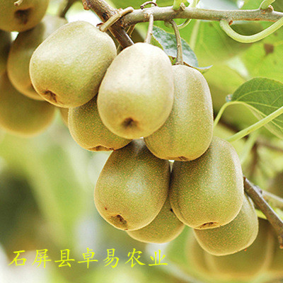 8月果样