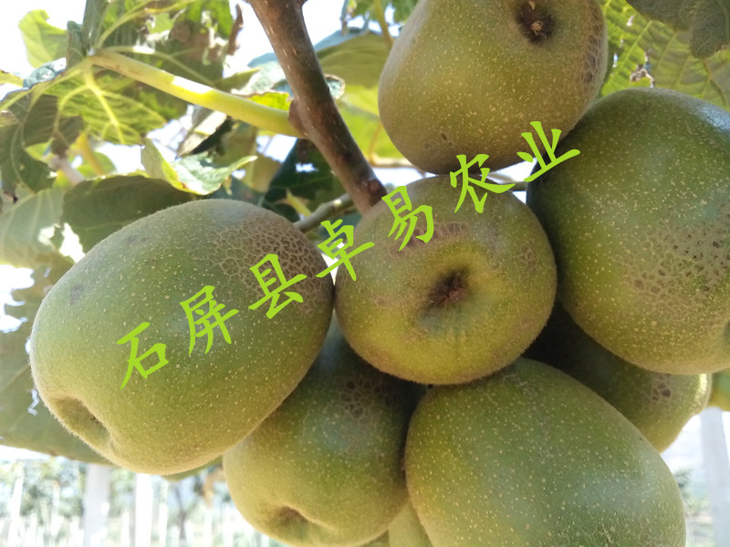 基地果样2